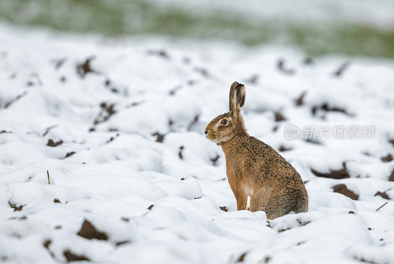 冬天的欧洲野兔(Lepus europaeus)